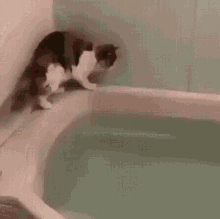 Cat Calculation Swim Gif, Cat In Bathtub Meme
