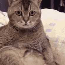 Cat Confused GIF - Cat Confused Looking GIFs