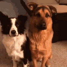 Hug Dogs GIF - Hug Dogs Pose GIFs