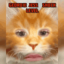Shock Level Geordie Jess GIF - Shock Level Geordie Jess Cat GIFs