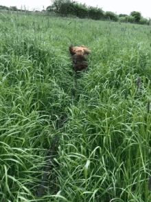 Dog Chase GIF - Dog Chase Who Let The Dogs Out GIFs