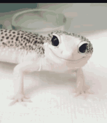 tomas clay pool gekko smile wink tomas clay pool gekko smile wink