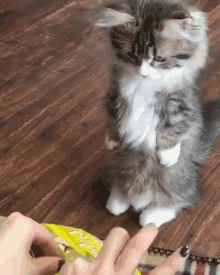 Cat Eats GIF - Cat Eats Standing GIFs