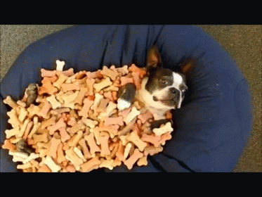 Heaven GIF - Dog Dogs Snacks Terrier GIFs