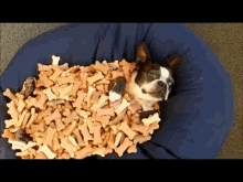 dog dogs snacks terrier treats heaven