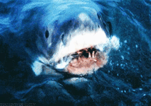 jaws shark fang big mouth