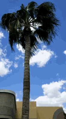 Palm Tree Windy GIF - Palm Tree Palm Windy GIFs
