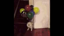 balloon dog floating dog
