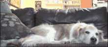 Cat Dog GIF - Cat Dog Whats Up GIFs