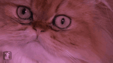 Kitty Zoom GIF - Cat Cute Funny GIFs