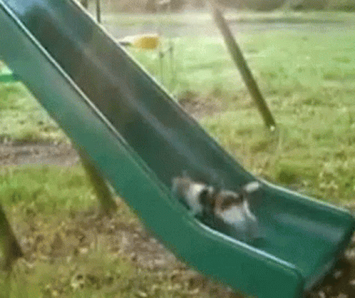 Late For Work Treats GIF - Late For Work Treats Cat - Discover &amp; Share GIFs