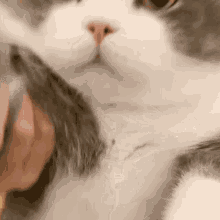 Nataon Kitten GIF - Nataon Kitten Cat GIFs