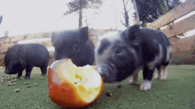 Cute Baby Pig Eating Apple GIF - Cute Baby Pig Eating Apple GIFs
