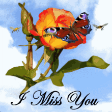 Miss You Orange Rose GIF - Miss You Orange Rose Butterfly GIFs