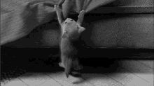 Woofer Mc Wooferson Kitten GIF - Woofer Mc Wooferson Kitten Hang In There GIFs