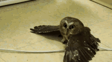 bird owl baby chill cute bird owl baby chill cute