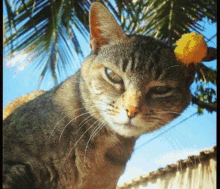 Coruja Cat GIF - Coruja Cat Nature GIFs