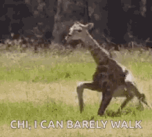 Baby Giraffe Trying To Walk GIF - Baby Giraffe Trying To Walk Cute GIFs