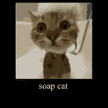 Soap Cat Bzar GIF - Soap Cat Bzar Funny GIFs