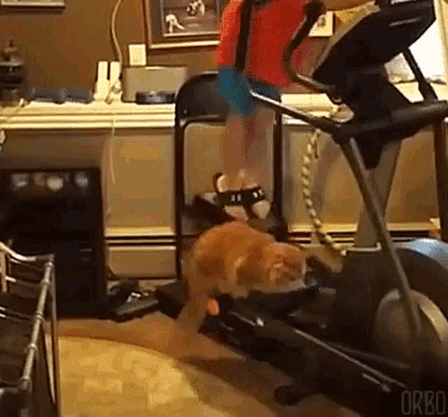 cat working out
