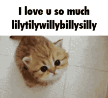 Cat Lily GIF - Cat Lily Vm GIFs