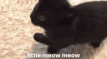 Little Meow Meow Cat Kitten Cute GIF - Little Meow Meow Cat Kitten Cute GIFs