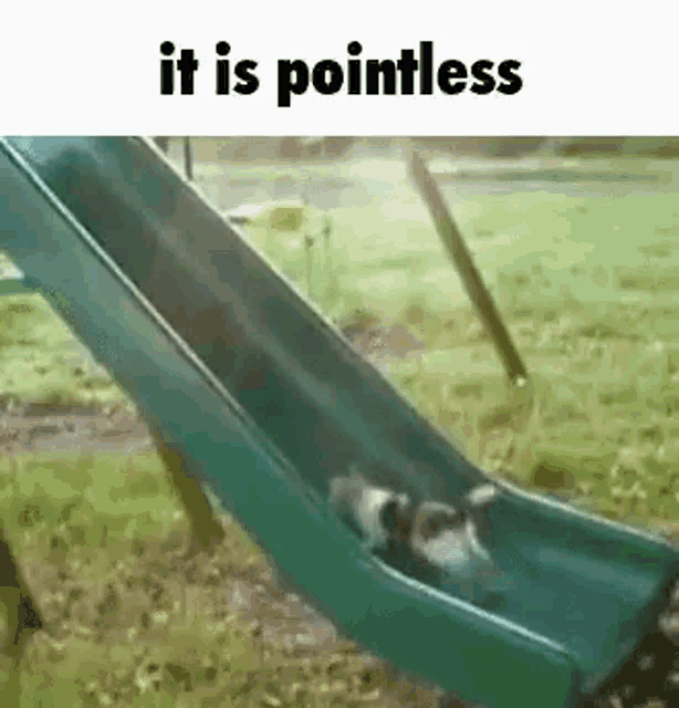It Is Pointless Cat GIF It Is Pointless Cat Slide Discover & Share GIFs