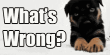 Whats Wrong Puppy GIF - Whats Wrong Puppy Dog GIFs