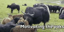 Motivation Yaks GIF - Motivation Yaks Motivating GIFs
