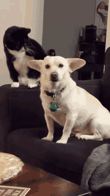 Diplein Cat And Dog GIF - Diplein Cat And Dog Slap GIFs