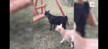 Fainting Goat GIF - Fainting Goat Faint GIFs