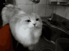 Meo Meo Cat GIF - Meo Meo Cat Drink GIFs