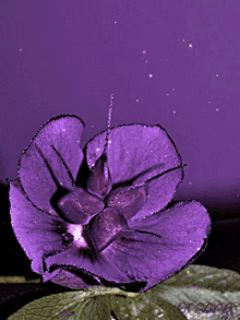 Purple Flower GIF - Purple Flower Sparkle GIFs