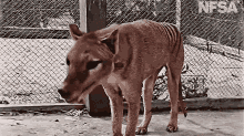 Thylacine Animal GIF - Thylacine Animal Extinct GIFs