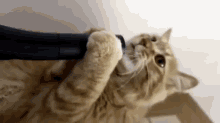 Cat Vs. Vacuum GIF - Cats Funny Lick GIFs