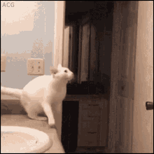 funny-cat.gif