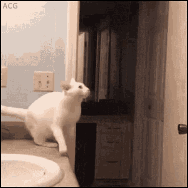 Funny Cat GIF - Funny Cat Fall GIFs