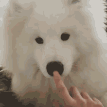 Boop Dog High Quality GIF - Boop Dog High Quality Booping Dog GIFs