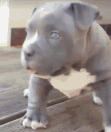 Puppy Pitbull GIF - Puppy Pitbull Excited GIFs