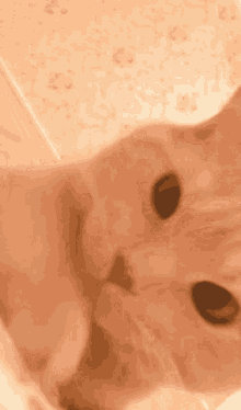 Kuma Kuma Cat GIF - Kuma Kuma Cat Cat GIFs