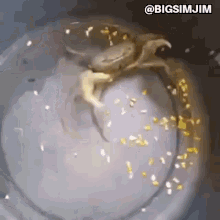 Fighting Crab Crab With A Knife GIF - Fighting Crab Crab With A Knife Hes Got A Knife GIFs
