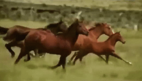 horses-running.gif