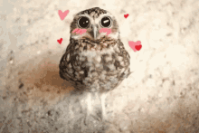 love big love owl