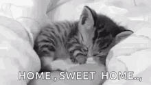 sleepy cat sleepy head cutie kitten home sweet home