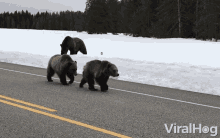 Bears Bears On The Road GIF - Bears Bears On The Road Black Bears GIFs