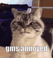 gms annoyed annoyed cat cat gif cat gifs