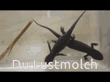 Lustmolch Du Lustmolch GIF - Lustmolch Molch Du Lustmolch GIFs