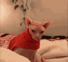 Grumpy Mad GIF - Grumpy Mad Angry Cat GIFs