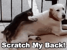 Scratch My Back Dog GIF - Scratch My Back Dog Cat GIFs