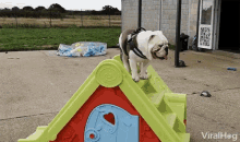 slide sliding dog english bulldog cute
